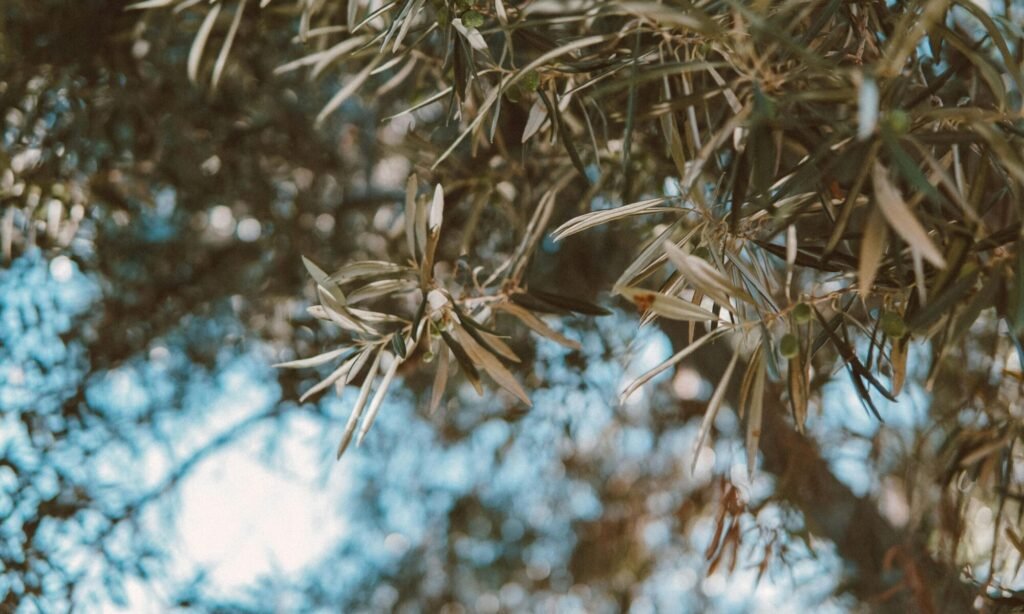 Bioluminescence magasin et institut de beauté à Arras